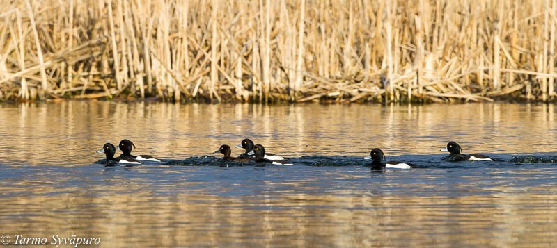 Massaj juda ragbatlantiradi